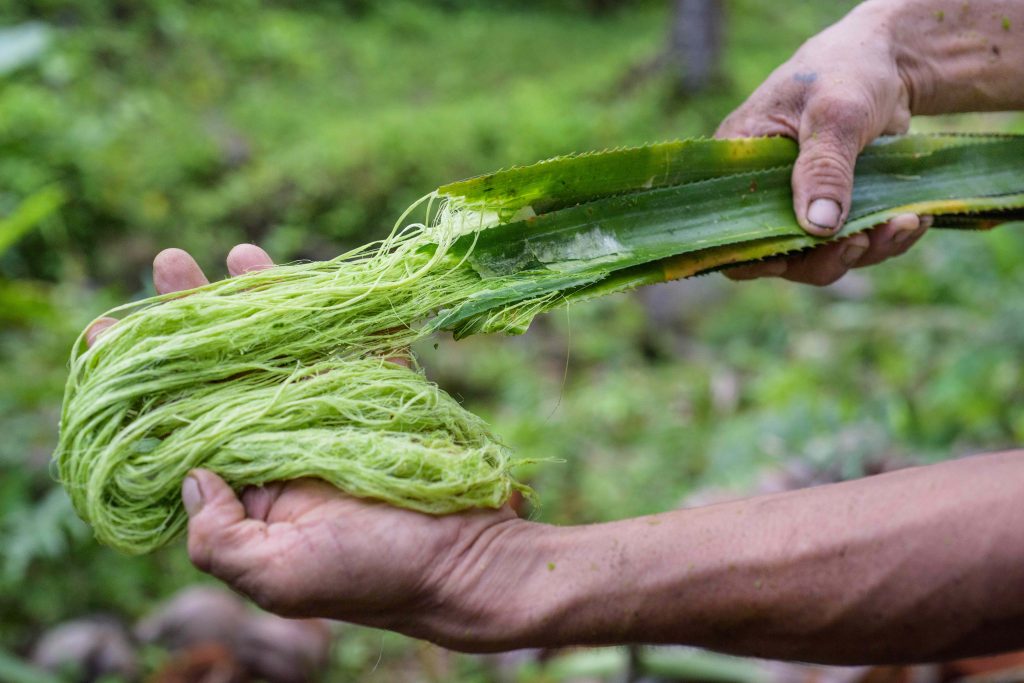 Fibre-extraction-2.