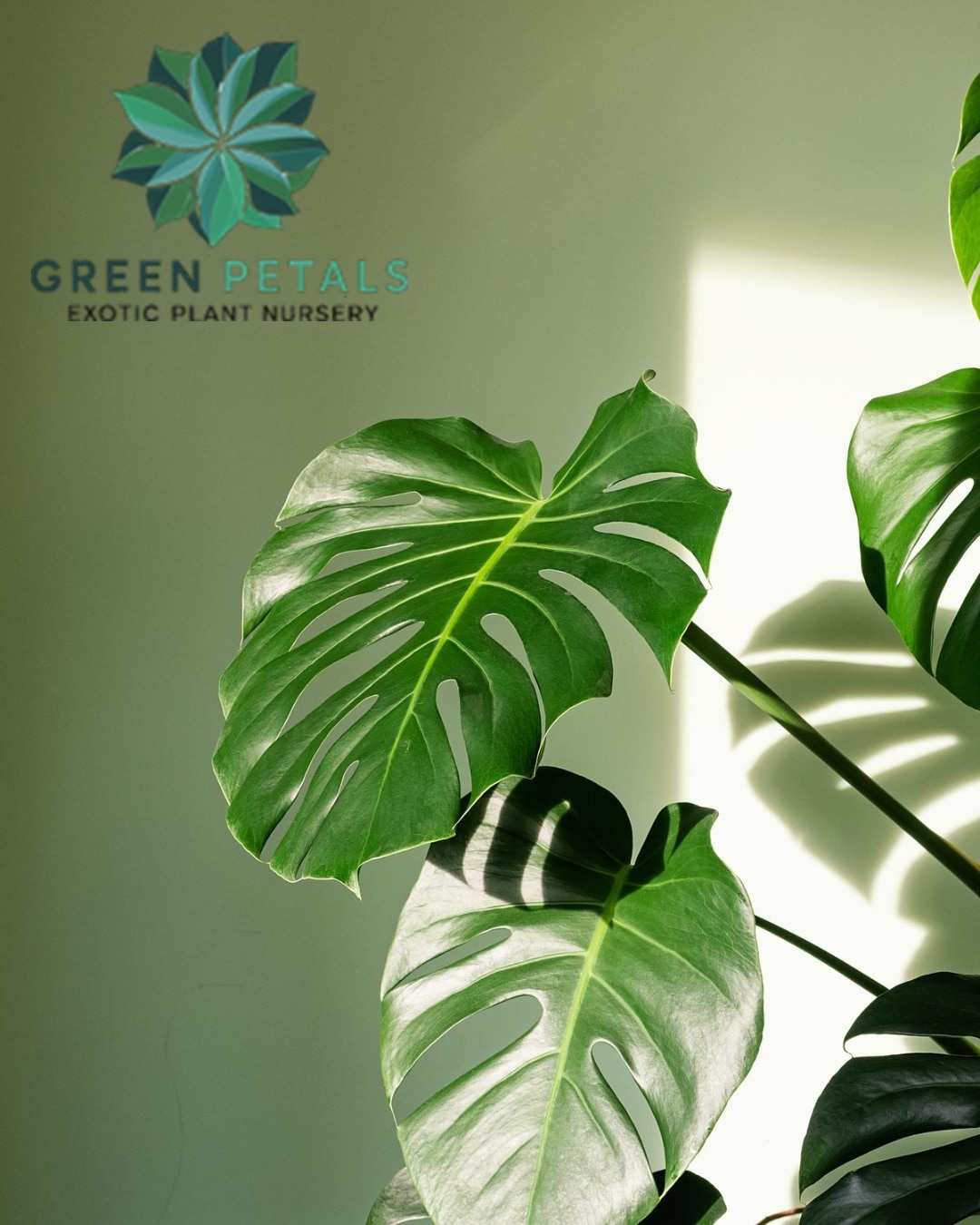 about-cover-bg image