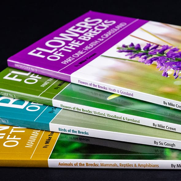 about-cover-bg image