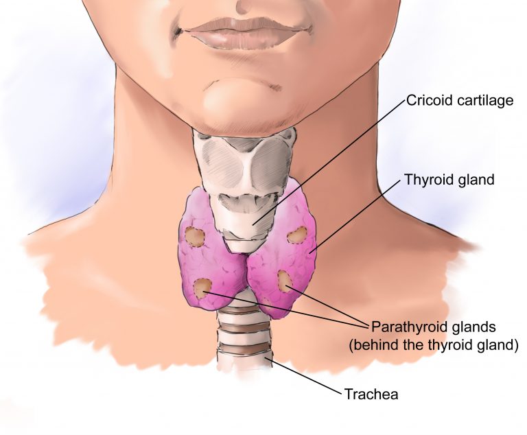 thyroid-gland.jpg