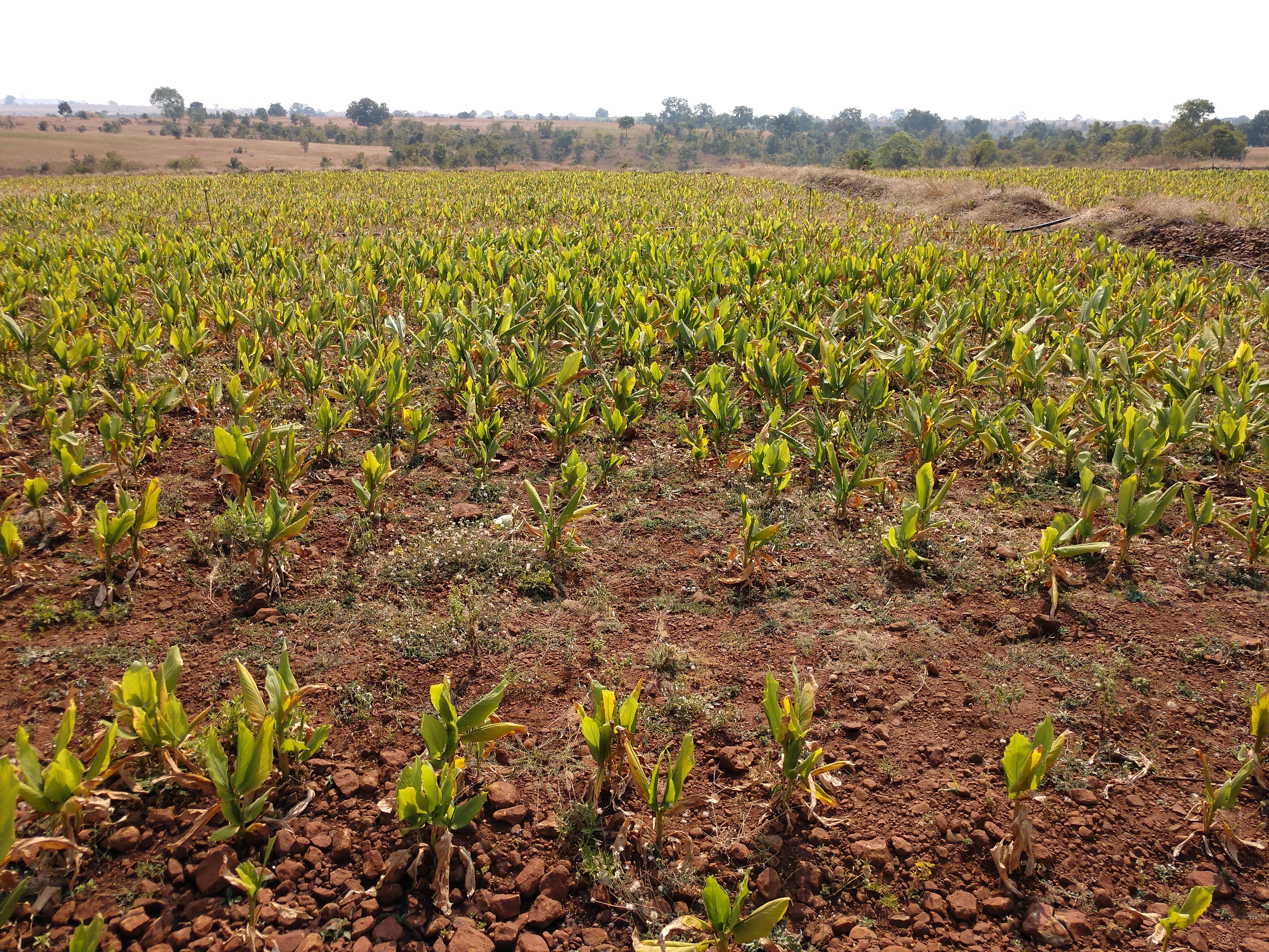 IMG_20181121_1224455