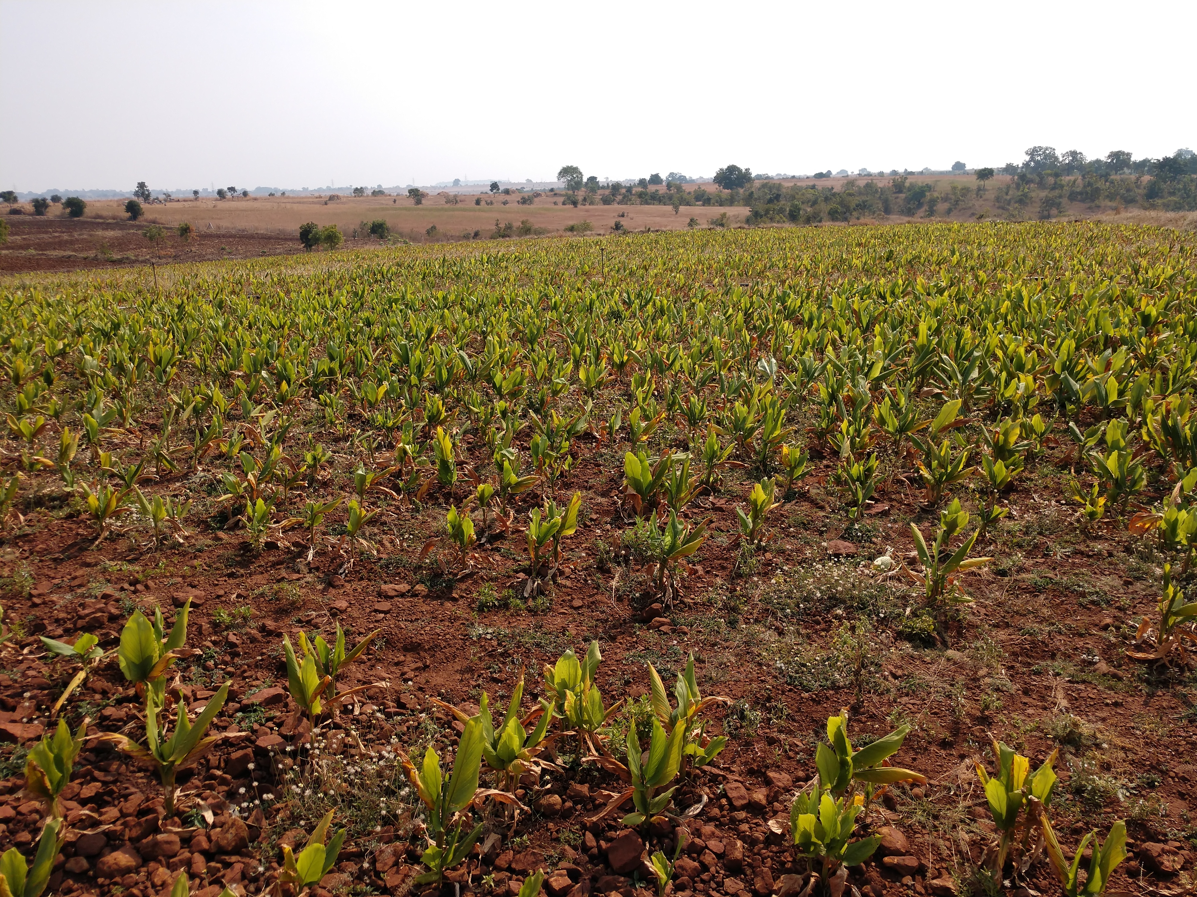 IMG_20181121_1224500