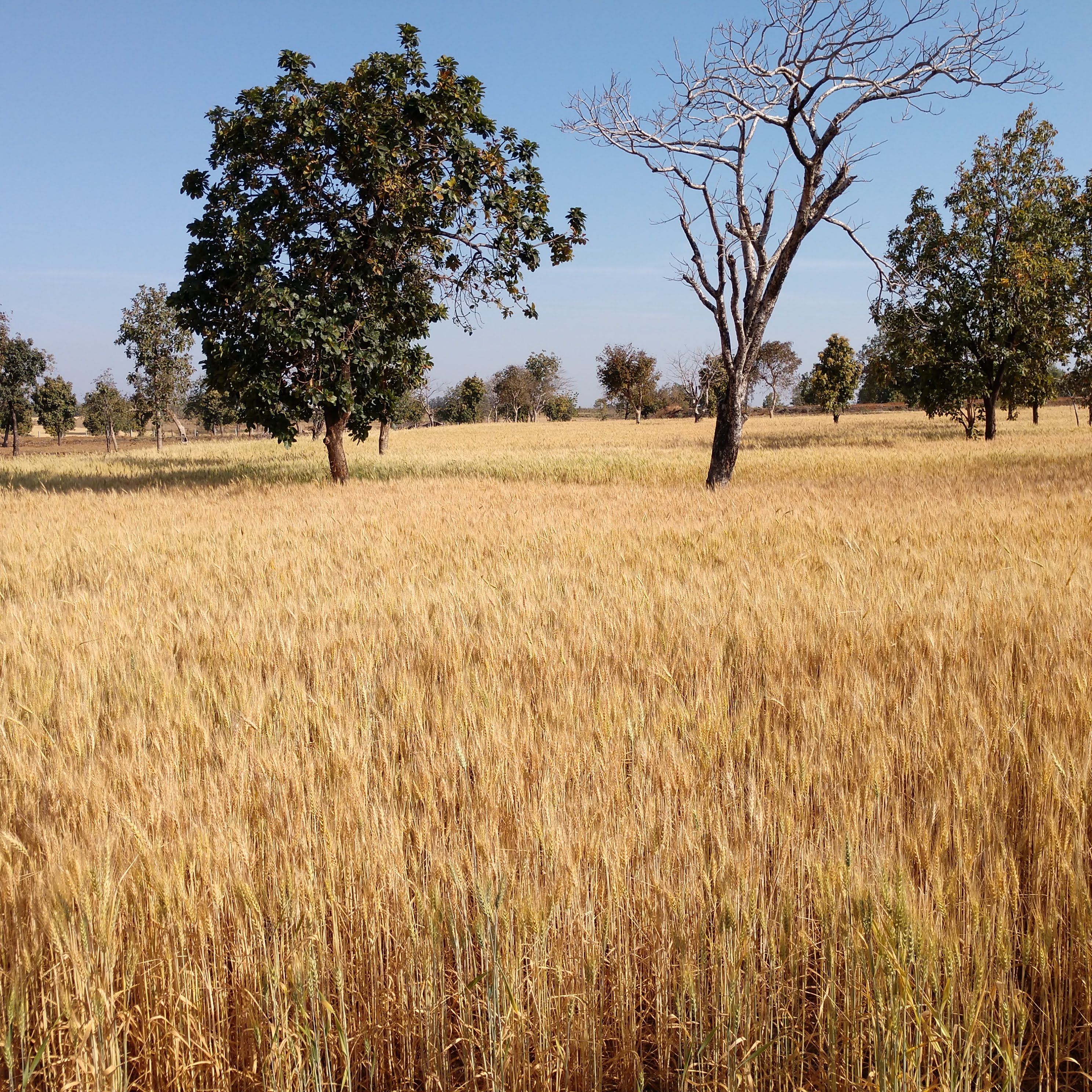 IMG_20200317_0839024