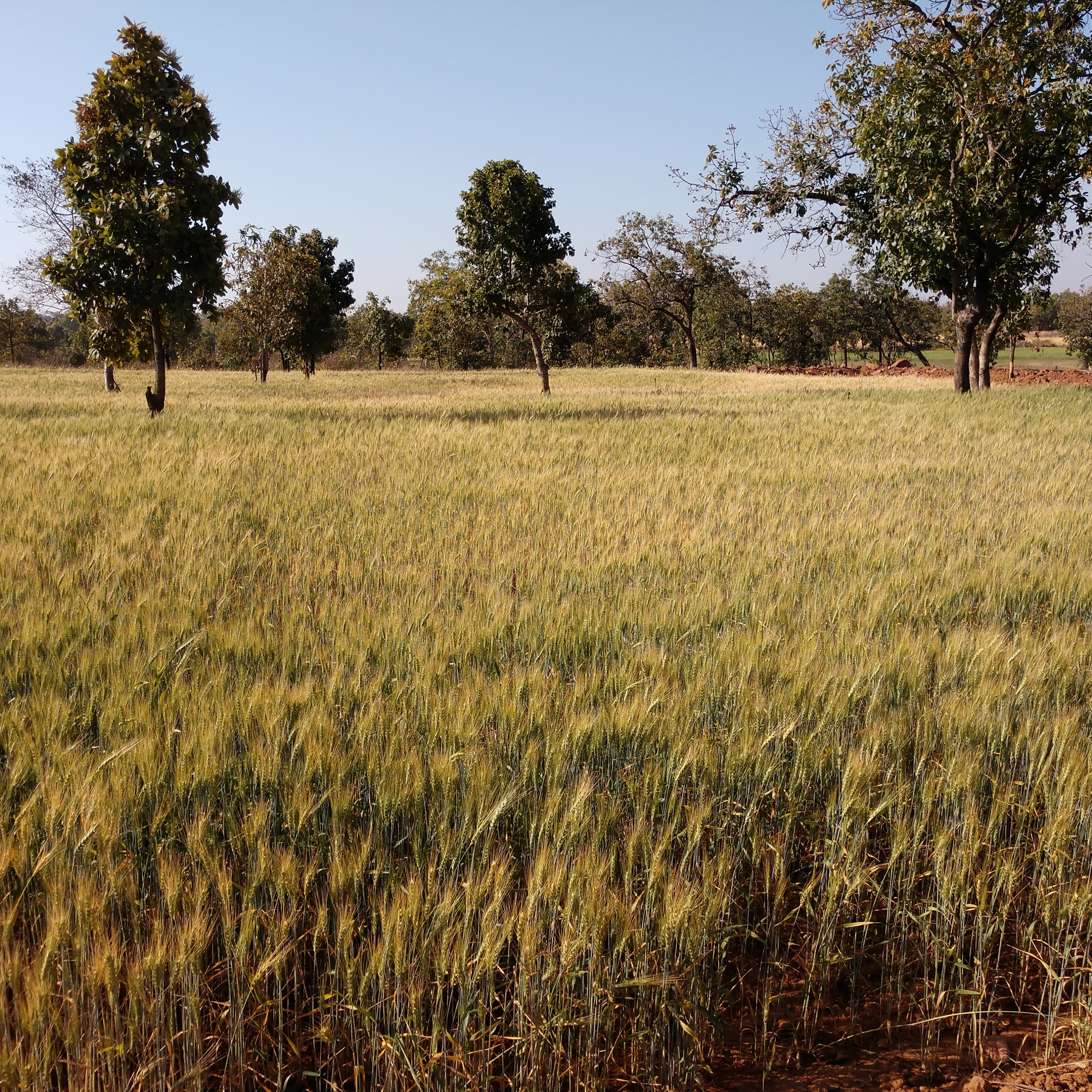 IMG_20200317_0839136