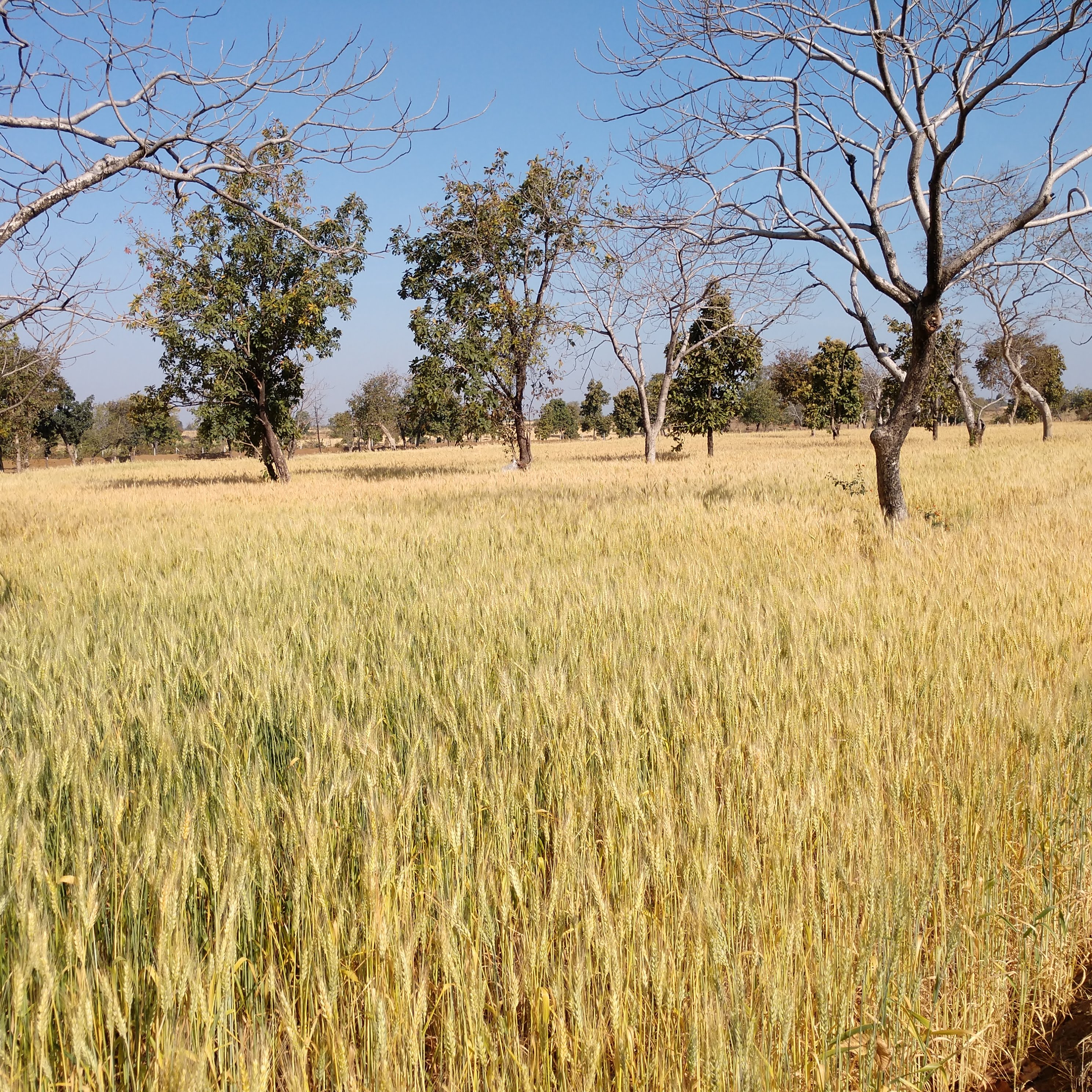 IMG_20200317_0848511