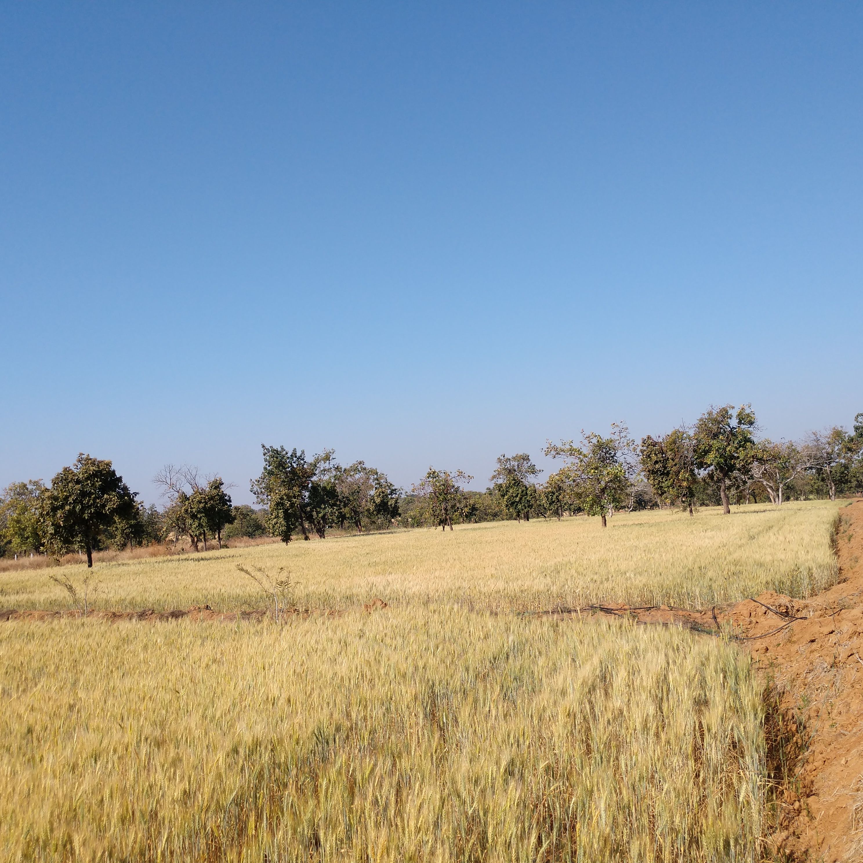 IMG_20200317_0853003