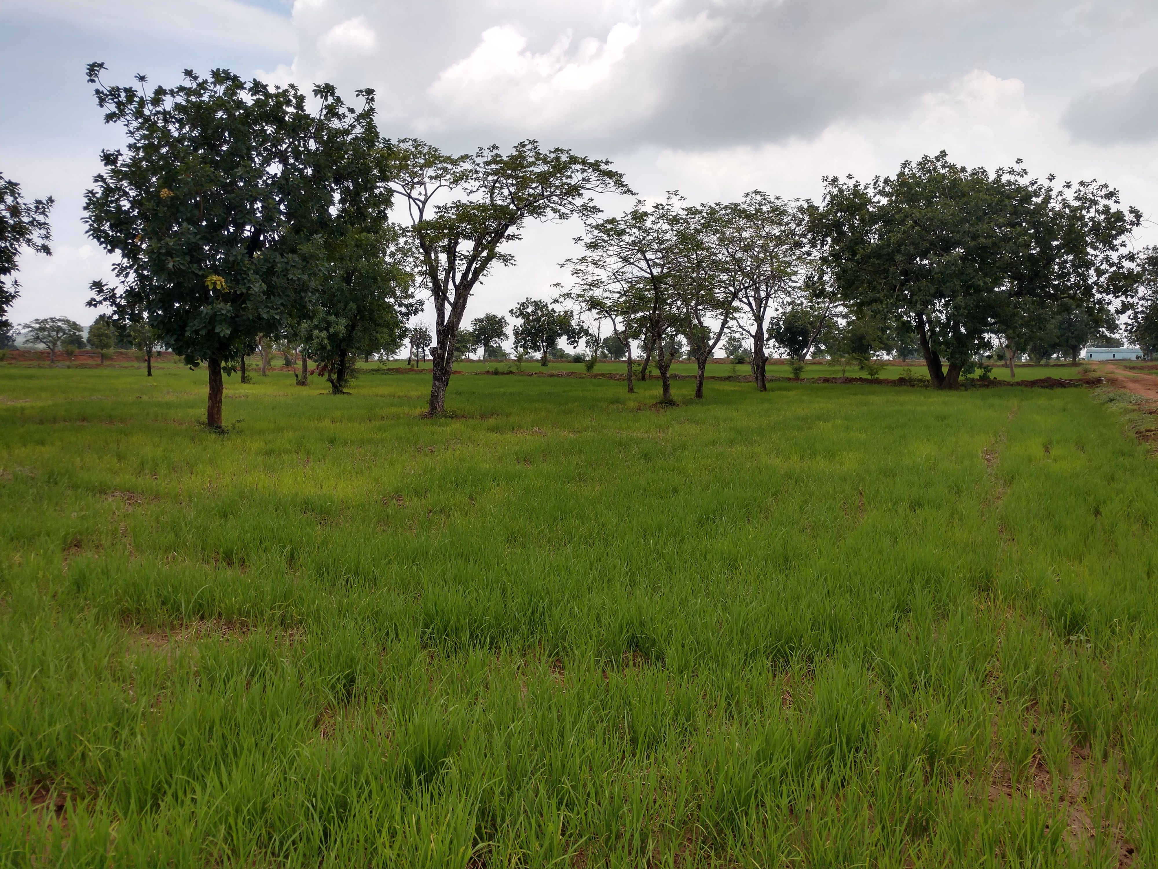 IMG_20200723_1240405