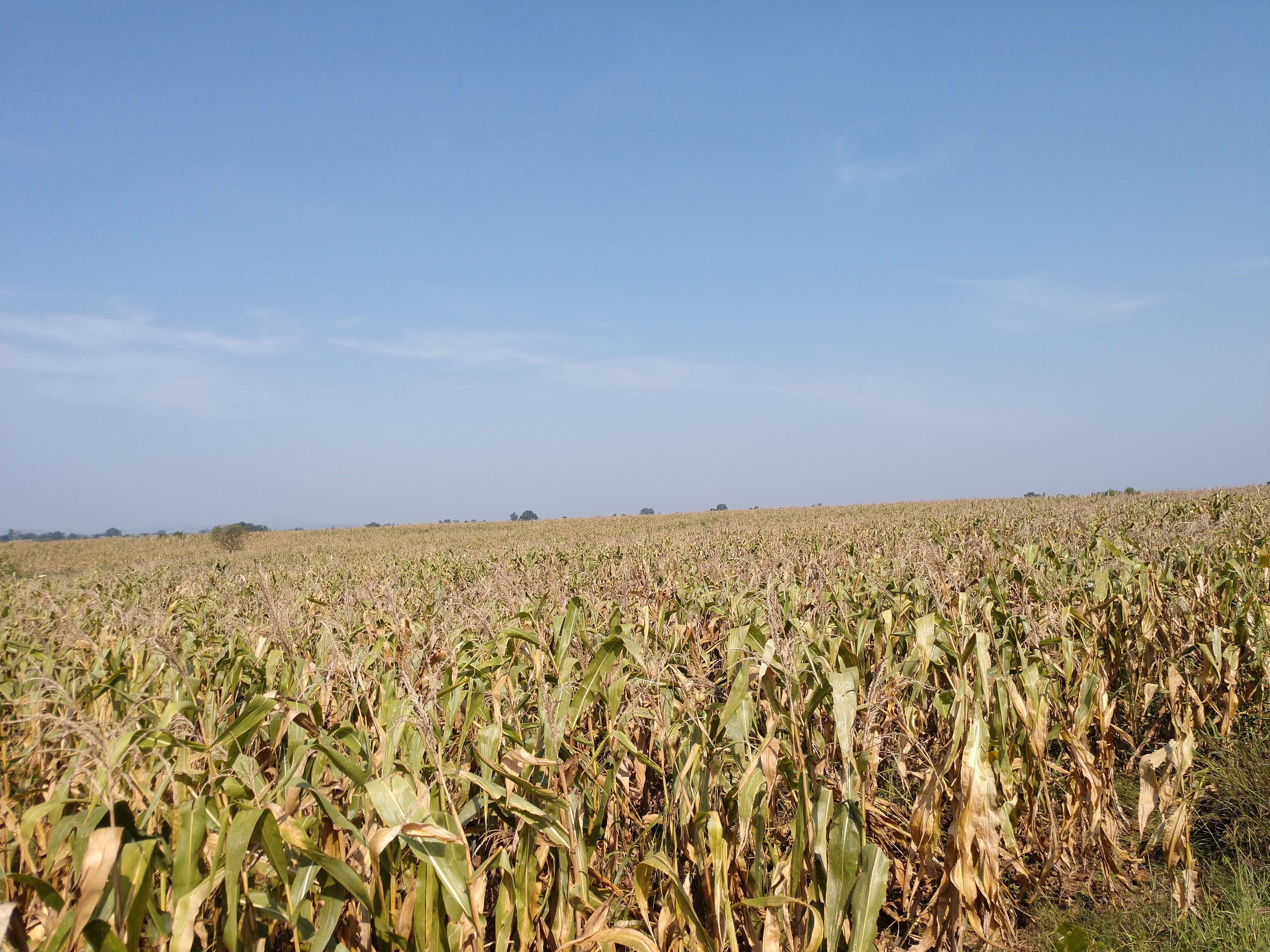 IMG_20201003_0935134