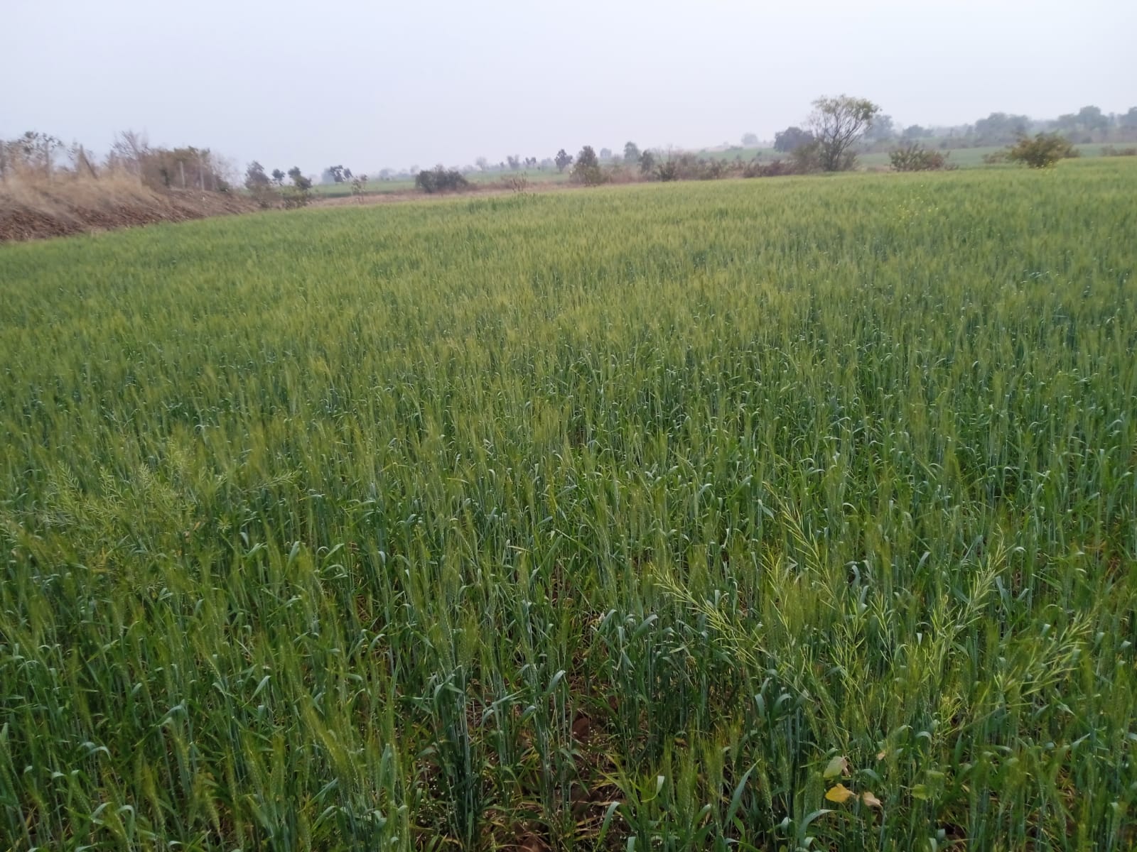 IMG-20220209-WA0148.