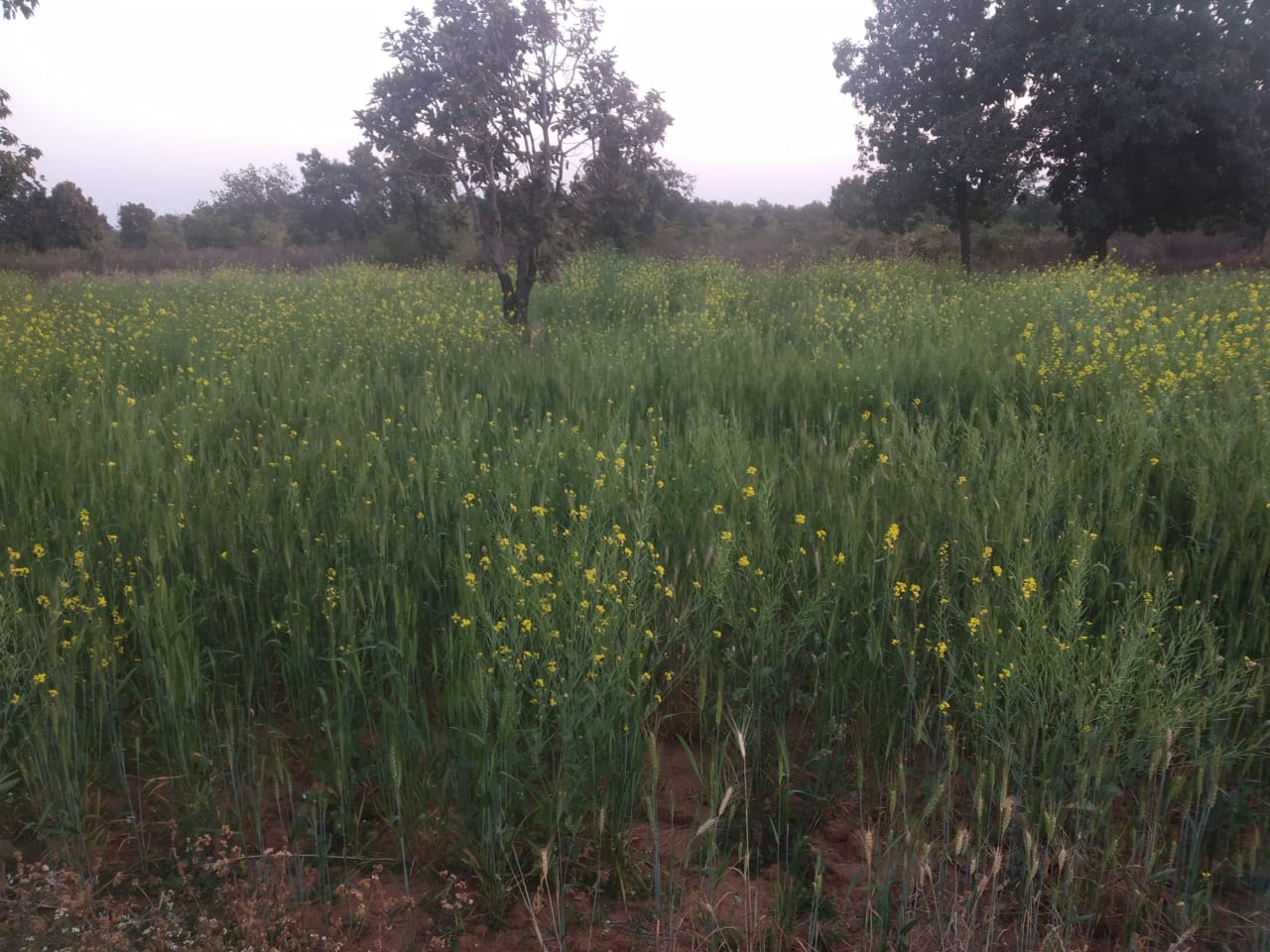 IMG-20220211-WA0169.