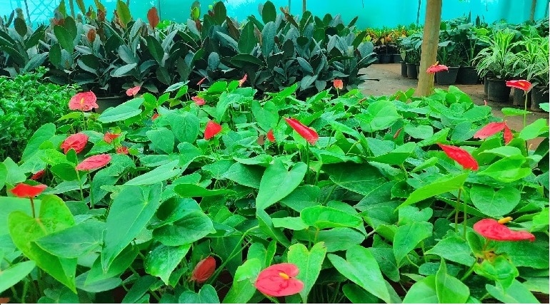 garden guru 2.jpg
