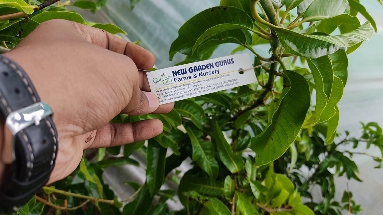 garden guru 1.jpg