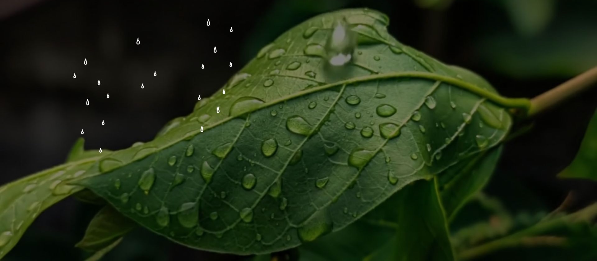 banner image