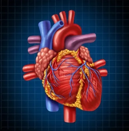 Dr Ashish Khanijo Cardiac Specialist. 08048032879 image