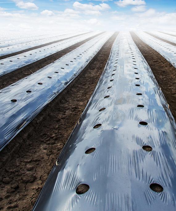 about Growflex Ployfilms LLP