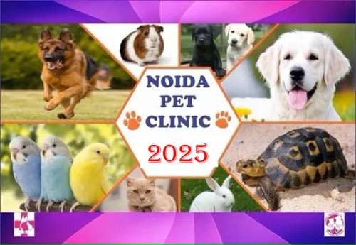 Noida Pet Clinic : Superspeciality Petclinic image